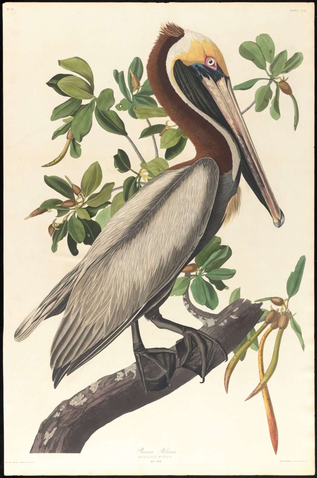 John James Audubon’s Brown Pelican, the national bird of St Kitts and Nevis, from The Birds of America plate 251, 1835