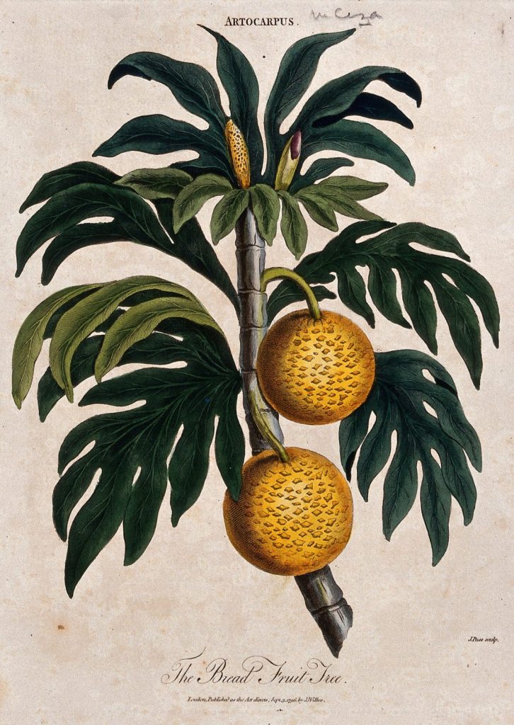 Hand-coloured botanical etching of a fruiting breadfruit branch by John Pass, 1796